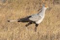 Secretary Bird.jpg